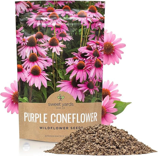 Purple Coneflower Seeds – Bulk Quarter Pound Packet – Over 12,000 Open Pollinated Non-GMO Wildflower Seeds – Echinacea purpurea