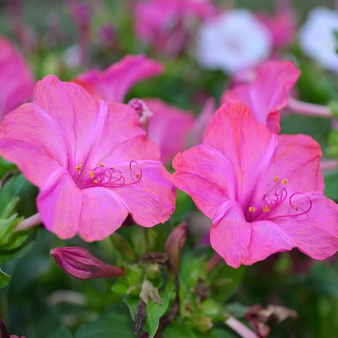 Outsidepride 1/4 lb. Perennial Mirabilis Jalapa Four O' Clock Pink Flower Seeds for Planting