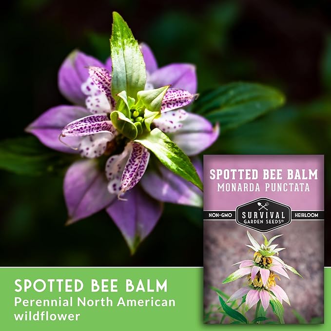 Survival Garden Seeds - Spotted Bee Balm Seed for Planting - 2 Packs with Instructions to Plant & Grow Monarda Punctata Your Home Herb Garden - Dotted Mint Wildflower Non-GMO Heirloom Variety