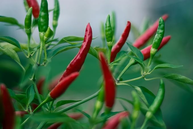 “Bird's Eye” Thai Hot Pepper Seeds – Traditional Thai Bird's Chili Pepper – Harvest Small, Red, Spicy Peppers in 75 Days | Compact Plants | Always OP | USA Grown Heirloom Seeds by Liliana's Garden |