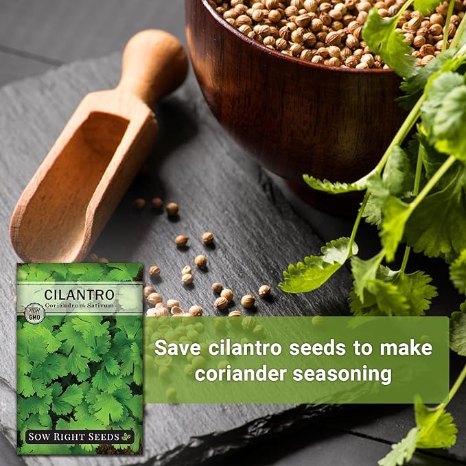 Sow Right Seeds - Cilantro Seeds for Planting - Non-GMO Heirloom Packet with Instructions to Grow a Kitchen Herb Garden - Great Addition to Your Cooking - Make Coriander Seasoning - Zesty Herb (3)
