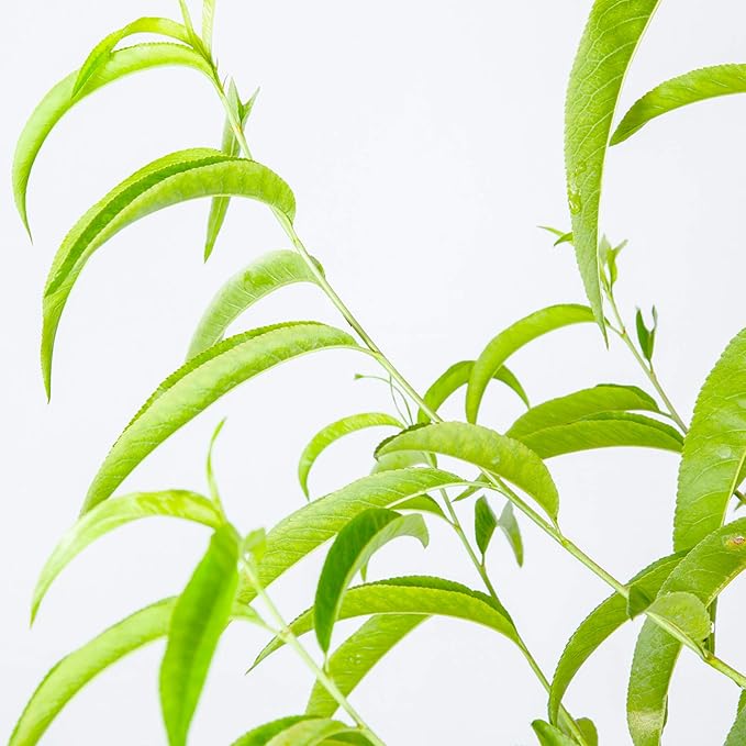 PERFECT PLANTS Flordacrest Peach Tree Live Plant, Produces Fruit, 4-5ft, Green