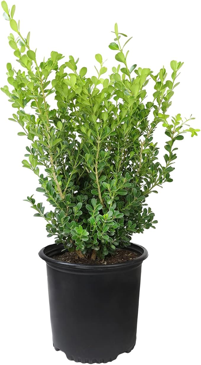 Buxus Japonica Plant (1G), Boxwood Shrubs Live in Planters for Outdoor Plants Live Evergreen Trees Live Plants, Live Outdoor Plants Potted Plants Live Outdoor, Live Trees Live Plant by Plants for Pets