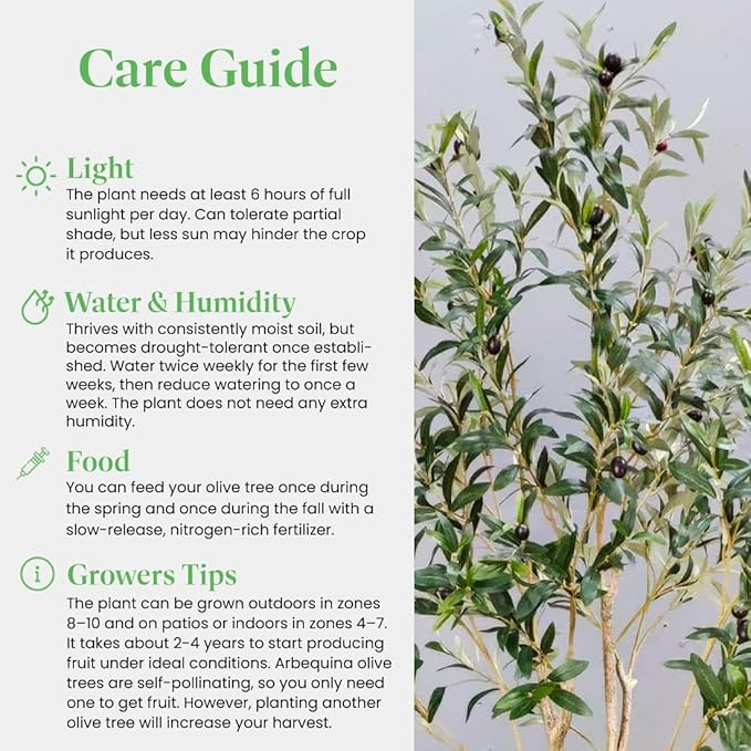 American Plant Exchange Live Arbequina Olive Tree, Fruit Bearing, Plant Pot for Home and Garden Decor, 10" Pot