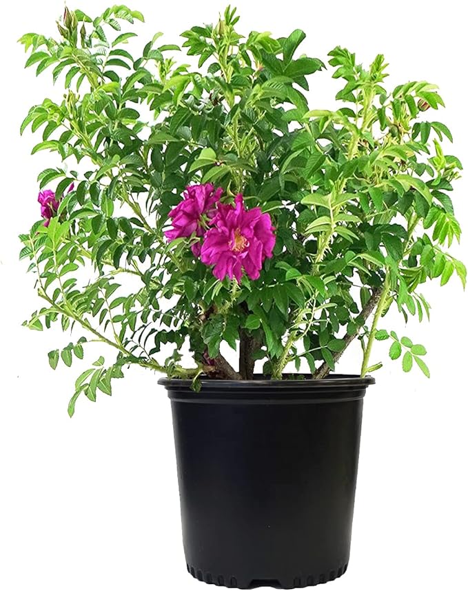 Rosa X Purple Pavement (Rose) Rose, purple flowers, #3 - Size Container