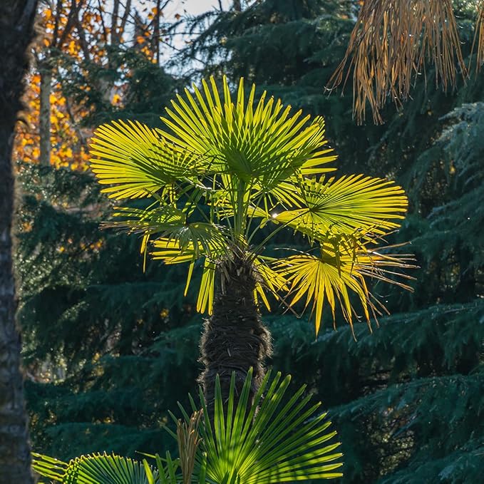Windmill Palm in 3 Gal. Grower's Pot | Cold Hardy Tropical Tree | Low Maintenance | Drought Tolerant