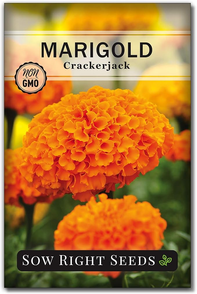 Sow Right Seeds Crackerjack African Marigold Seeds for Planting - Non-GMO Heirloom Seed Packet with Instructions - Companion Plant - Orange & Yellow Blooms Attract Pollinators, Deter Mosquitoes (1)