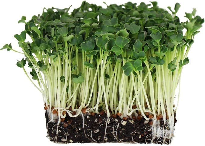 Organic Radish Sprouting Seeds - 1 Pound Non-GMO Daikon Radish Seeds - Plant & Grow Microgreens Indoors