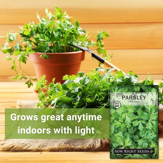 Sow Right Seeds - Flat Leaf Parsley Seed for Planting - Non-GMO Heirloom Packet with Instructions to Plant and Grow a Kitchen Herb Garden - Indoor or Outdoor - Great for Hydroponics Growing (2)