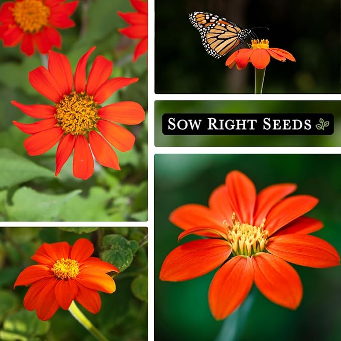 Sow Right Seeds - Mexican Sunflower Seeds for Planting - Non-GMO Heirloom Packet with Instructions for Growing - Bright Orange Blooms, Super Tall Stalks - Enjoys Outdoors or Indoors as Cut Flower (1)