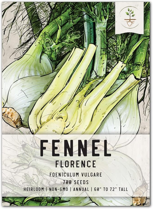 Seed Needs Florence Fennel Seeds for Planting - Non-GMO, Heirloom & Untreated - Culinary & Medicinal Herb to Organically Grow an Indoor/Outdoor Garden (1 Pack)