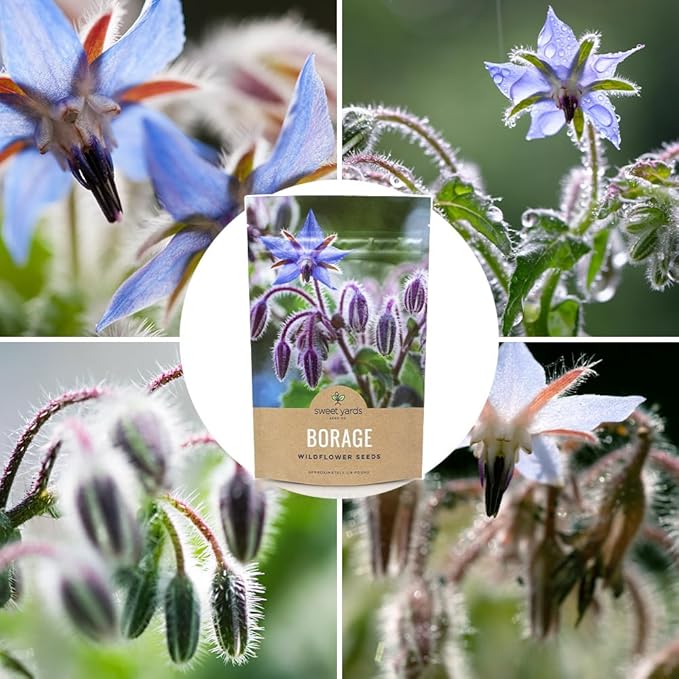 Borage Seeds – Bulk Quarter Pound Bag – Over 5,000 Open Pollinated Non-GMO Wildflower Seeds – Borago officianalis