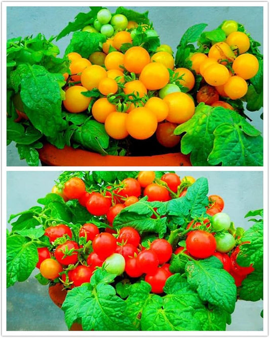 100 Seeds Indoor Cherry Tomato Dwarf Red and Yellow Tomato Rare Vegetable Heirloom Seeds