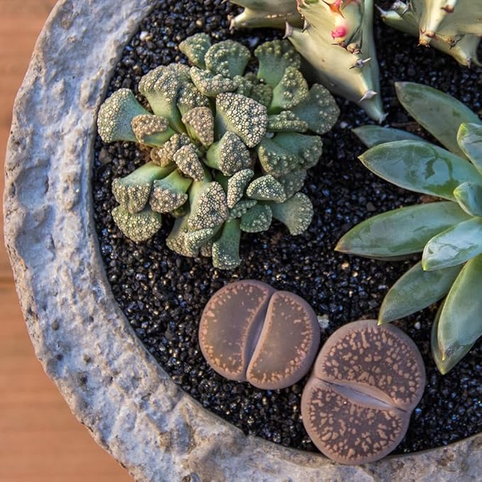 Altman Plants Giant Living Stones Succulents (4PK) XL Lithops Live Plants & Real Succulents, Pet Safe Plants & Live Succulent Plants, 2.5" Pots, Pet Friendly Plants, Live Plants in Succulent Soil Mix