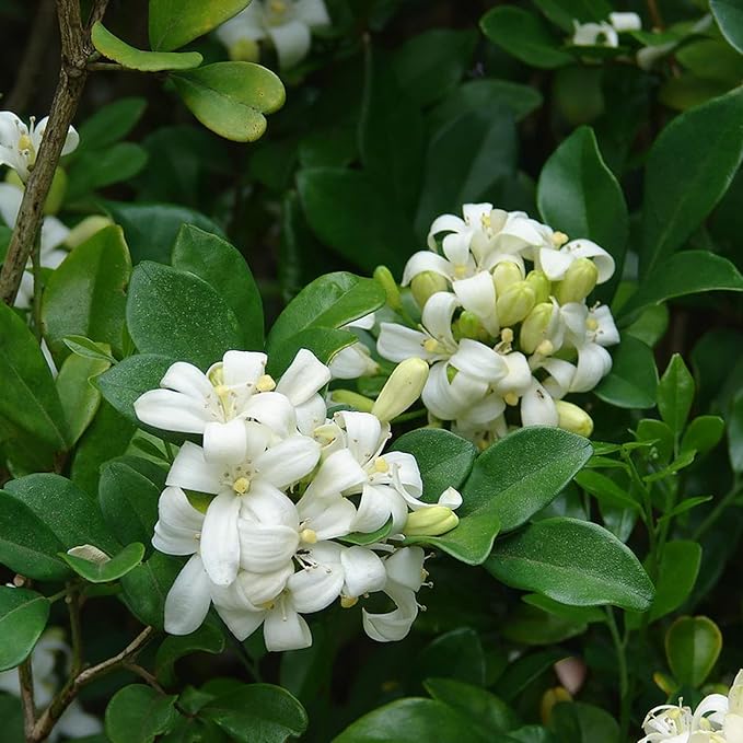 Murraya Paniculata Seeds Orange Jessamine Broadleaf Evergreen Tree or Shrub Fragrant Ornamental Fruit Hedge Screen Outdoor 5Pcs Flower Seeds by YEGAOL Garden