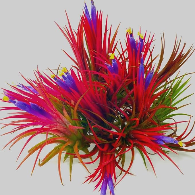 Red Tillandsia Air Plants Live, Set 20 Live Plant, Tillandsia Plants, Succulents Plant Live, Indoor and Outdoor House Plant