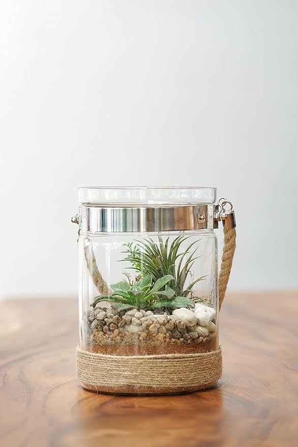 Tillandsia Air Plants Live Indoor Plants (75 Pack), Air Plants Bulk Party Favors or Wedding Favors Live Plants, Air Plant Lover Gifts, DIY Terrarium Kit, Air Succulents Plants Live by Plants for Pets