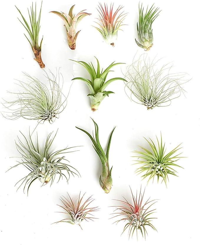 Shop Succulents | Assorted Collection of Tropical Tillandsia Air Plant Kit, Hand Selected Variety Pack | Collection of 12
