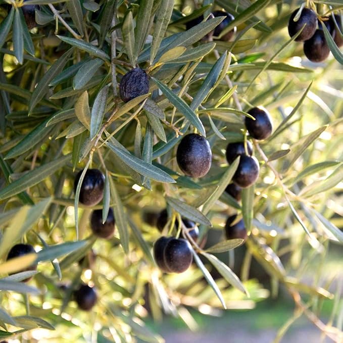 PERFECT PLANTS Arbequina Olive Live Plant, 4-5ft, Includes Care Guide