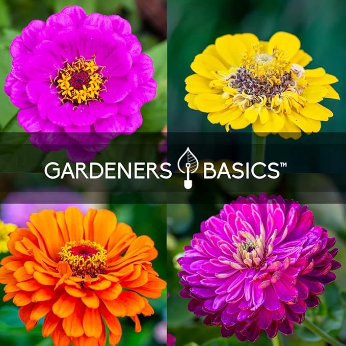 Gardeners Basics, Zinnia Seeds for Planting Outdoors Flower Seeds (5 Variety Pack) Thumbelina, Lilliput, Envy, Purple Prince and Pompon Varieties for Butterflies, Bees, Pollinators Wildflower Seed