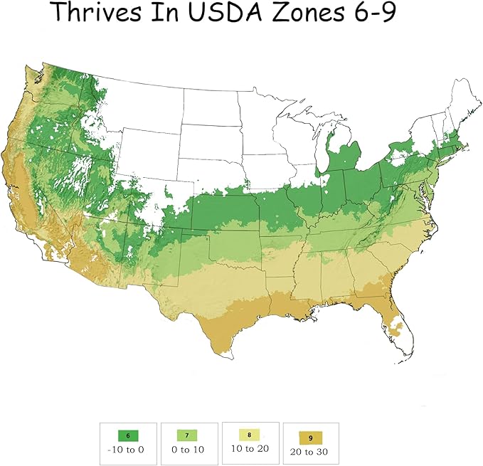 3 Gallon Southern Living Plant Collection Holly Oakland Shrub