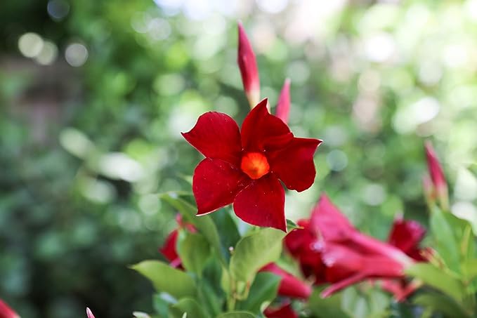 Costa Farms Premium Flowering Mandevilla Hanging Basket Live Outdoor Plant, 20-Inches Tall, Grower Choice Flowers, 1.5-GAL, 2-Pack