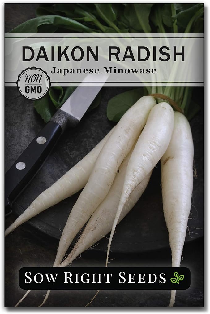 Sow Right Seeds - Japanese Minowase Daikon Radish Seeds for Planting - Non-GMO Heirloom Packet with Instructions to Plant a Home Vegetable Garden - Spring or Fall Planting Outdoors - Long White (1)