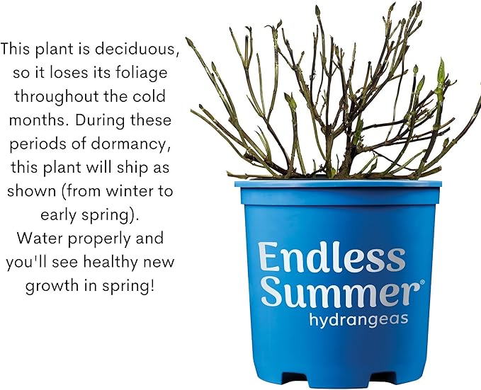 2 Gal. Summer Crush Hydrangea Shrub