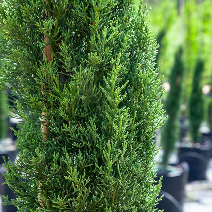 PERFECT PLANTS Italian Cypress Live Plant, 3-4', Includes Care Guide