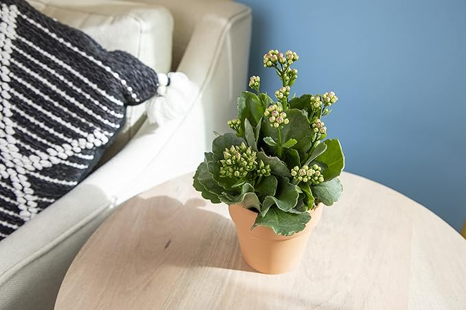 Kalanchoe Plant Succulents Plants Live Houseplants, Live Succulents Live House Plants in Clay Pots, Succulent Plants Live Plants Indoor Plants, Live Succulent Plant Lover Gifts by Plants for Pets