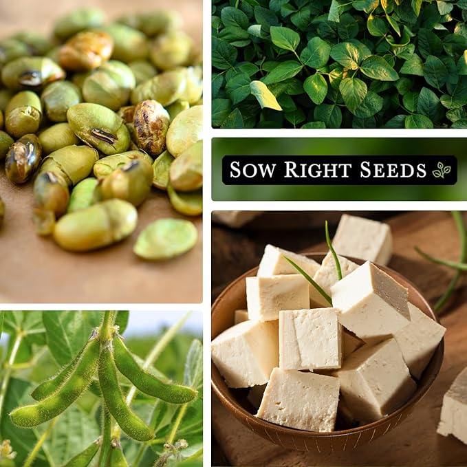 Sow Right Seeds - Chiba Green Soybean Seeds for Planting - Non-GMO Heirloom Packet with Instructions to Plant Vegetable Garden - Old Fashioned Bush Variety for Edamame - Wonderful Gardening Gift (1)
