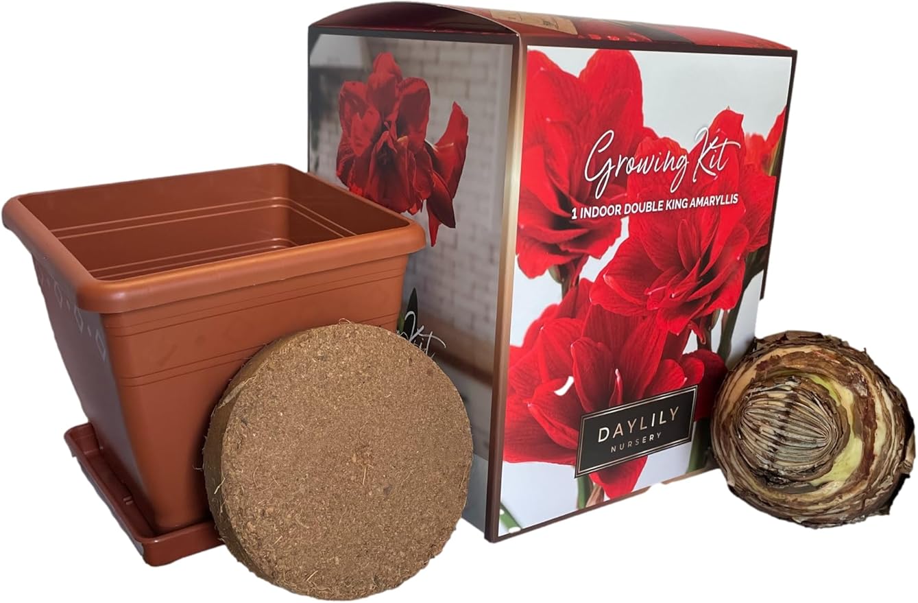 Indoor Amaryllis Kit - Double King - Big Double Red