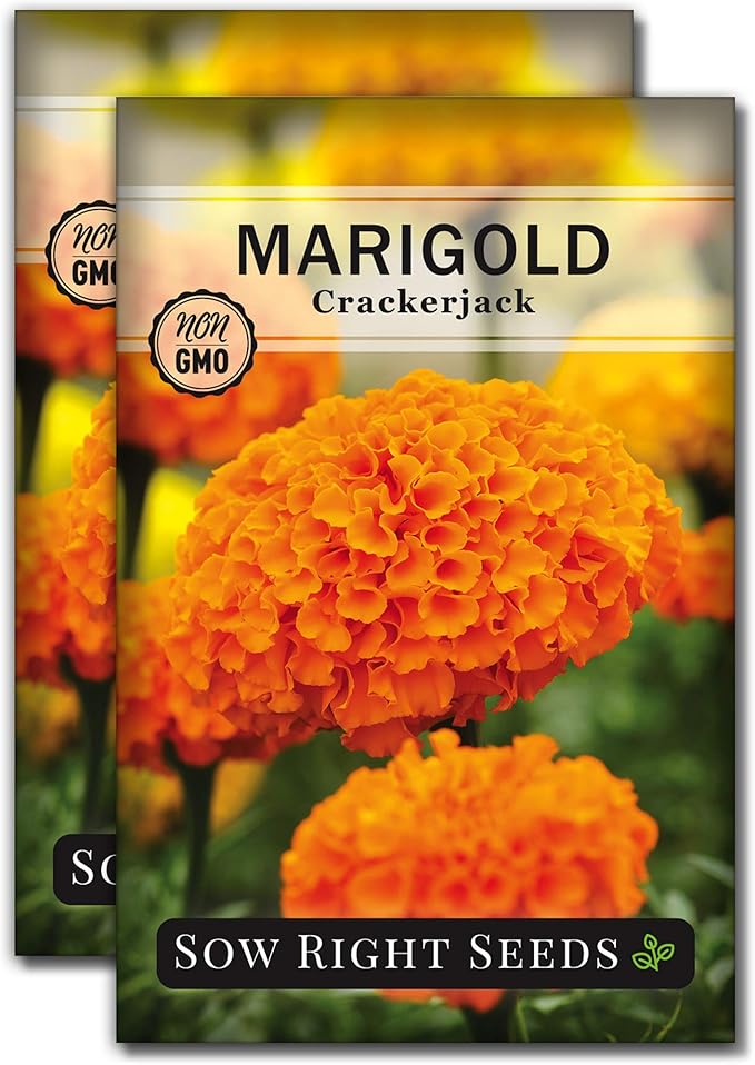 Sow Right Seeds Crackerjack African Marigold Seeds for Planting - Non-GMO Heirloom Seed Packet with Instructions - Companion Plant - Orange & Yellow Blooms Attract Pollinators, Deter Mosquitoes (2)