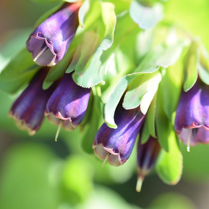 Outsidepride 100 Seeds Annual Cerinthe Major Honeywort Flower Seeds for Planting