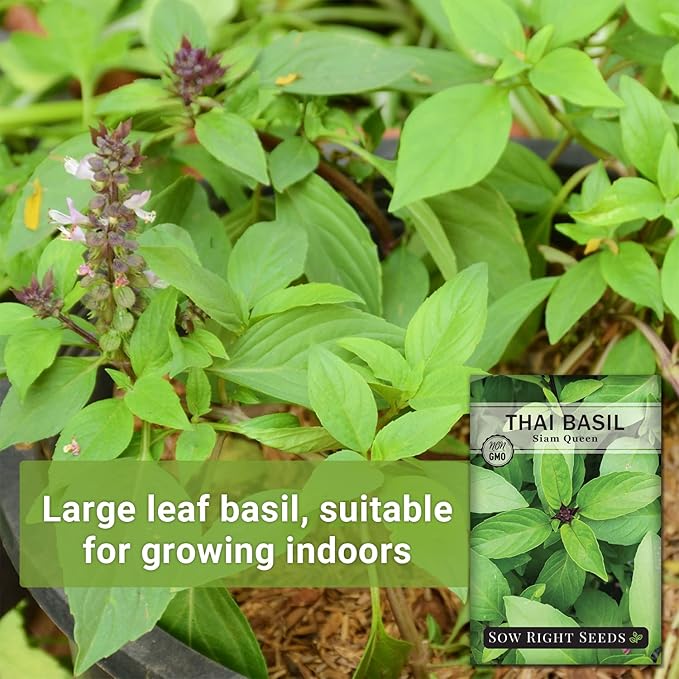 Sow Right Seeds - Sweet Large Leaf Thai Basil Seed for Planting - Non-GMO Heirloom Packet with Instructions to Plant a Kitchen Herb Garden - Indoors or Outdoor - Great for Hydroponic Growing (2)