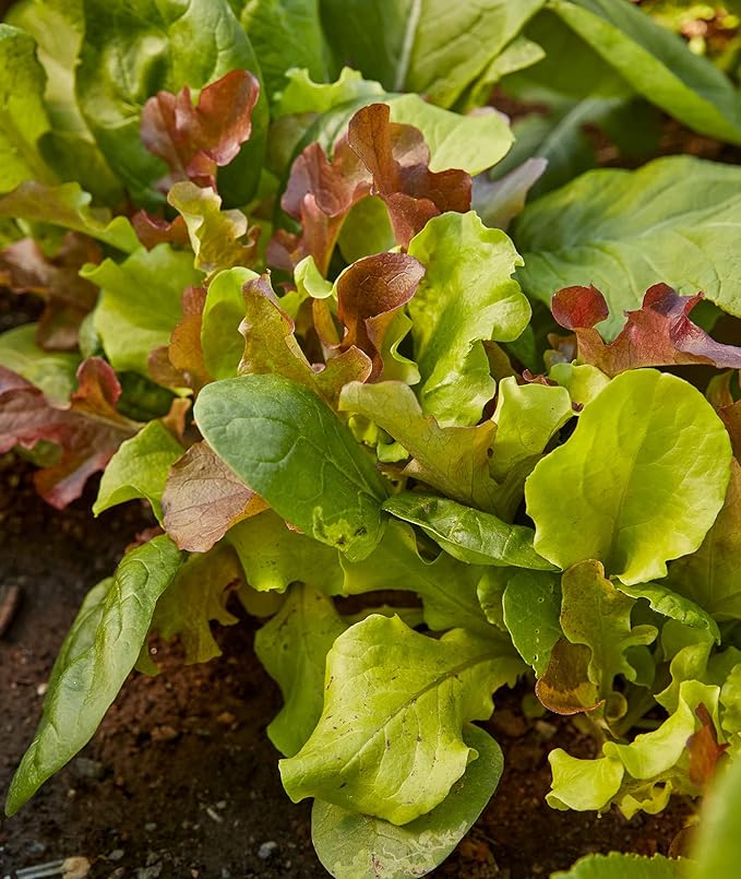 Burpee Sweet Salad Mix Mesclun Seeds 750 seeds