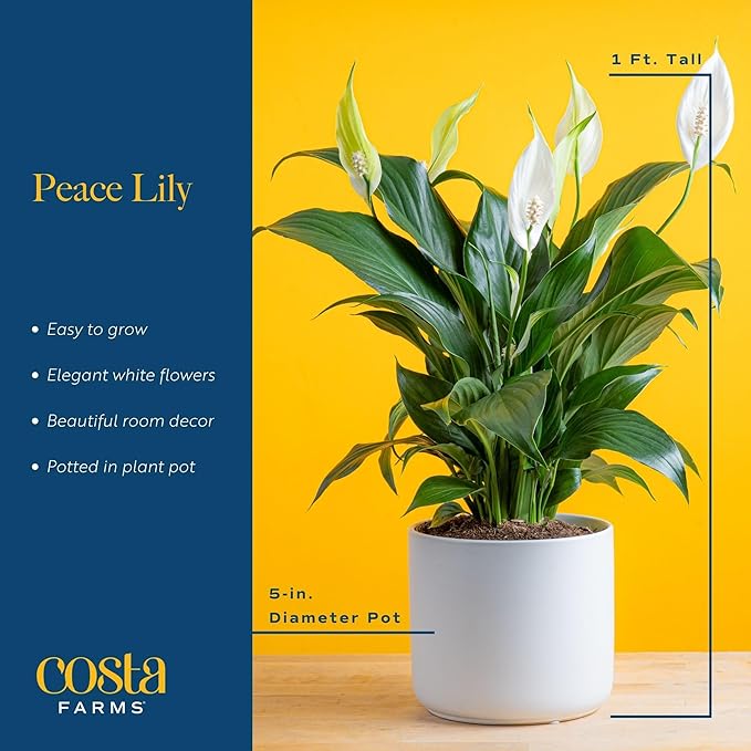Costa Farms Peace Lily, Live Indoor Plant with Flowers, Easy to Grow Houseplant in Decorative Pot, Potting Soil, 1 Foot Tall| Valentines Day Gift | Valentines Day Decoration