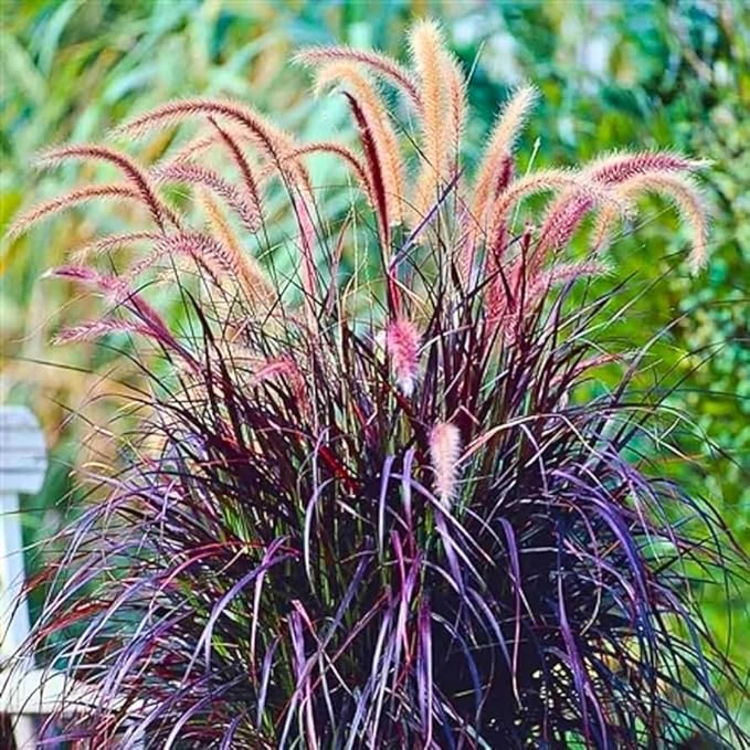 Pack 3 Fountain Grass Plants Live, 5-9 Inch Tall, Ornamental Grasses Live Plants Perennial, Well-Rooted Perennial Grass Clumps (Mix Fountain Grass)
