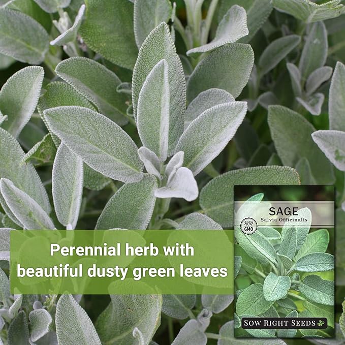 Sow Right Seeds - Sage Seeds for Planting - Non-GMO Heirloom Packet with Instructions to Plant and Grow Kitchen Herb Garden - Indoor or Outdoor - Great for Pollinators - Culinary Seasoning (3)