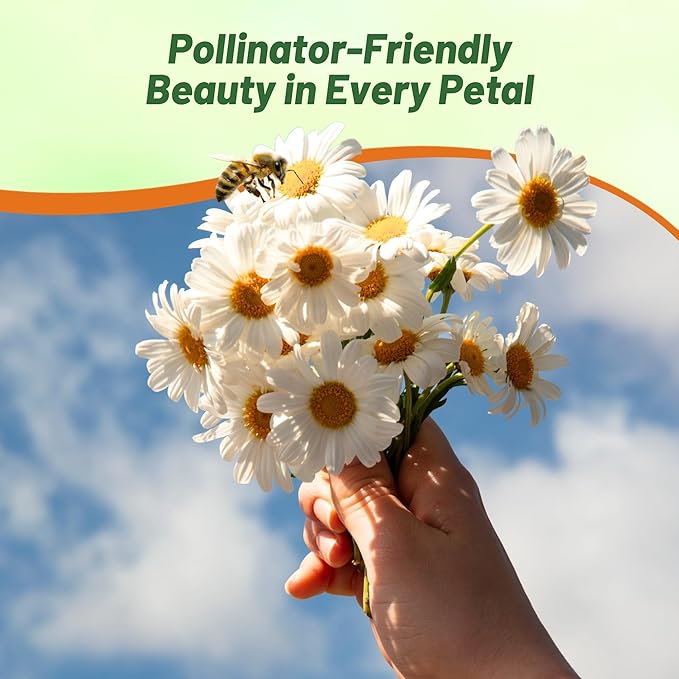 Outsidepride Shasta Daisy Chrysanthemum Seeds - 5000 Pcs. Perennial Deer Proof, Drought Tolerant, Wildflower Seeds for Pollinator Gardens, Cut Flowers & Water-Efficient, Low Maintenance Landscaping