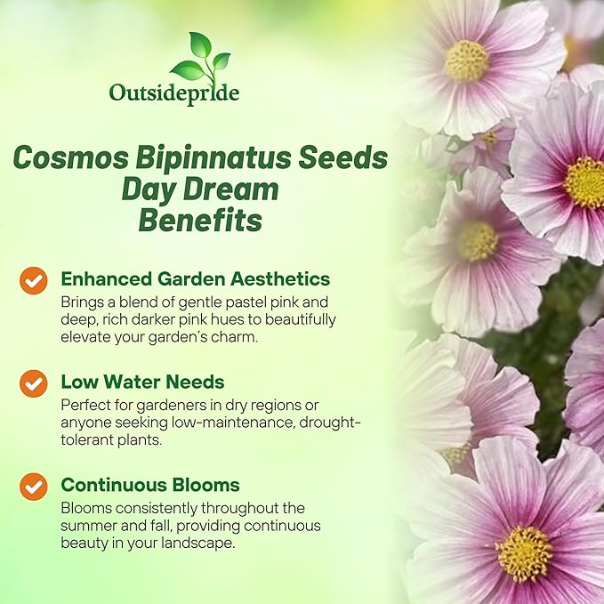 Outsidepride 2000 Seeds Annual Cosmos Bipannatus Day Dream Pink Cut Flower Seeds for Planting