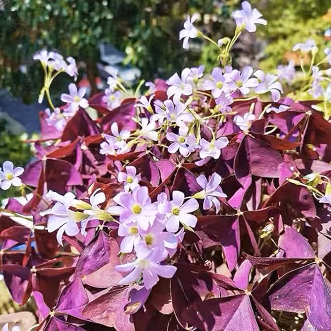 12+ Bulbs Purple Shamrocks Oxalis Triangularis Lucky Lovely Flowers Bulbs Grows for Planting Indoors or Outdoors