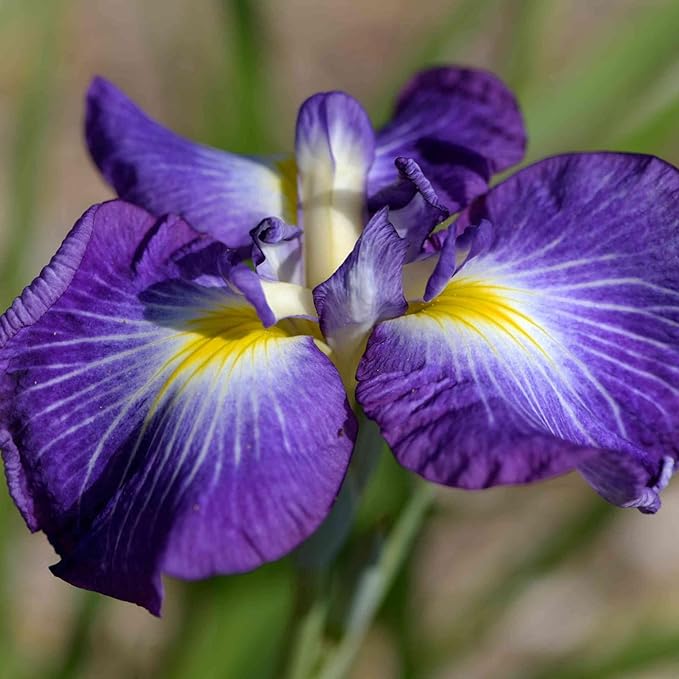 Japanese Iris Seeds Iris Ensata Attract Pollinators Beautiful and Intricate Flowers Standout in Water Gardens, Along Pond Edges, Or in Perennial Borders 20Pcs by YEGAOL Garden