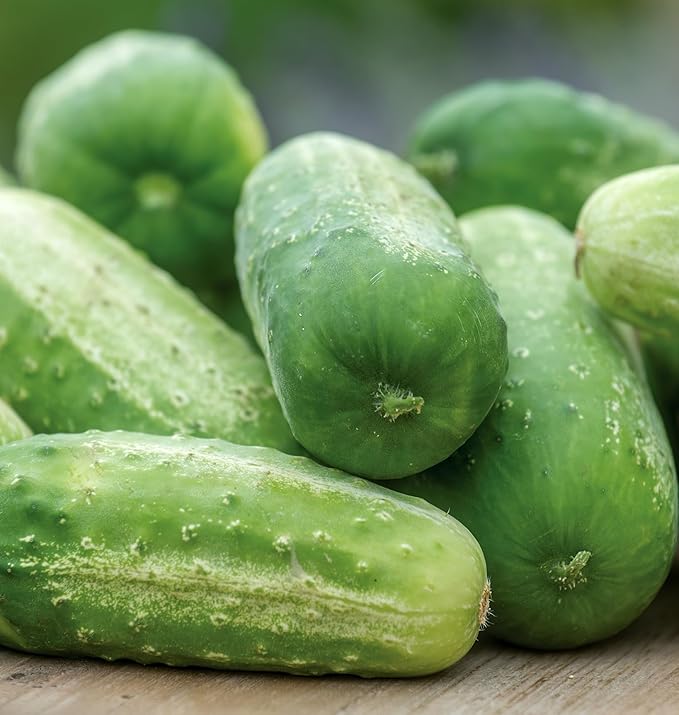 Burpee 'Picklebush' Pickling Cucumber Seeds, 50 Non-GMO seeds, Container Friendly, Burpee Exclusive