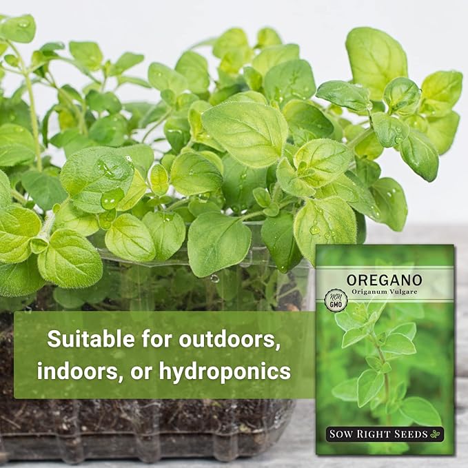Sow Right Seeds - Oregano Seed for Planting - Non-GMO Heirloom- Instructions to Plant and Grow a Kitchen Herb Garden - Indoor or Outdoor - Gardening Gift - Produces Flavorful Leaves for Seasoning (2)