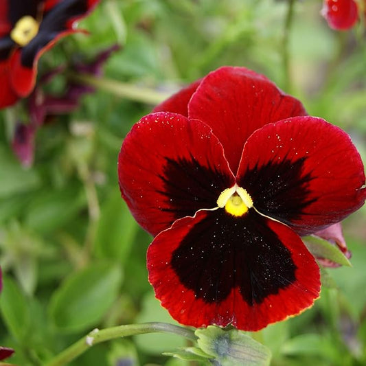 Outsidepride 2000 Seeds Viola Pansy Red Alpenglow Flower Seeds for Planting
