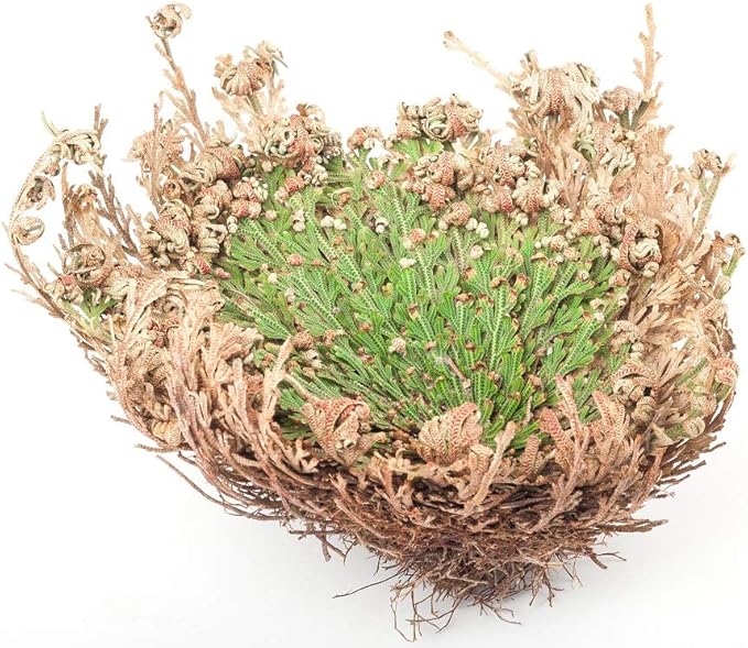 Incense Garden Rose of Jericho Flower The Resurrection Plant (2 Roses)