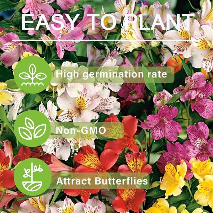 30+ Mixed Alstroemeria Seeds for Planting Outdoors-Perennial Peruvian Lily Flowers Planting for Garden Borders Containers Deer Resistant
