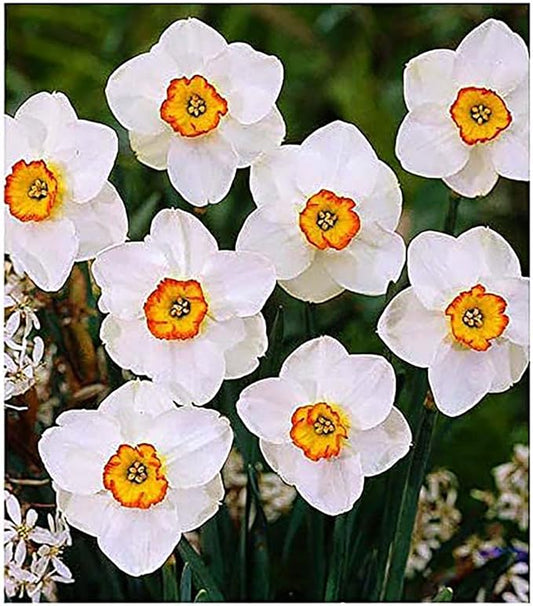 5 Merlin Narcissus Bulbs - TOP Size Daffodil Bulbs