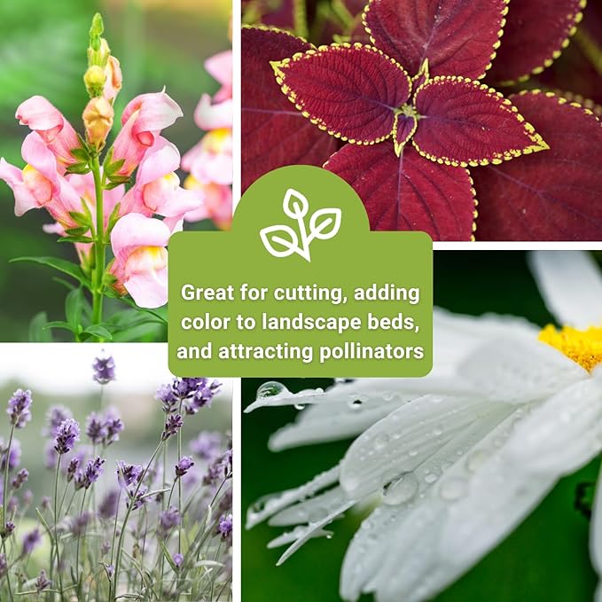 Sow Right Seeds - Large Flower Seed Collection - Coleus, Carnation, Daisy, Calendula, Alyssum, Echinacea, Lavender, Snapdragon & Zinnia - Non GMO Heirloom Seeds for Planting - 10 Packets